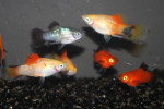 Platy Mix